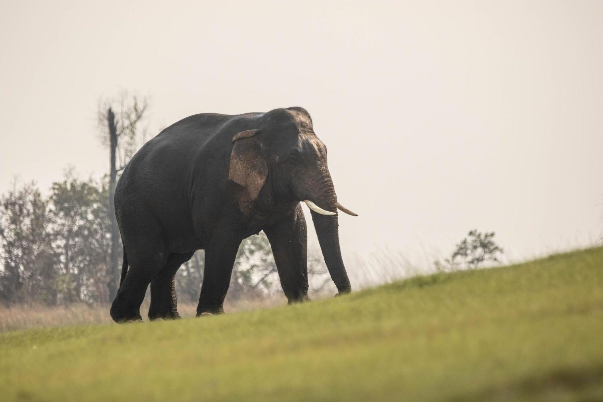 Hotel Wild Planet Eco Retreat Bardiya Exterior foto